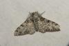 Biston betularia
